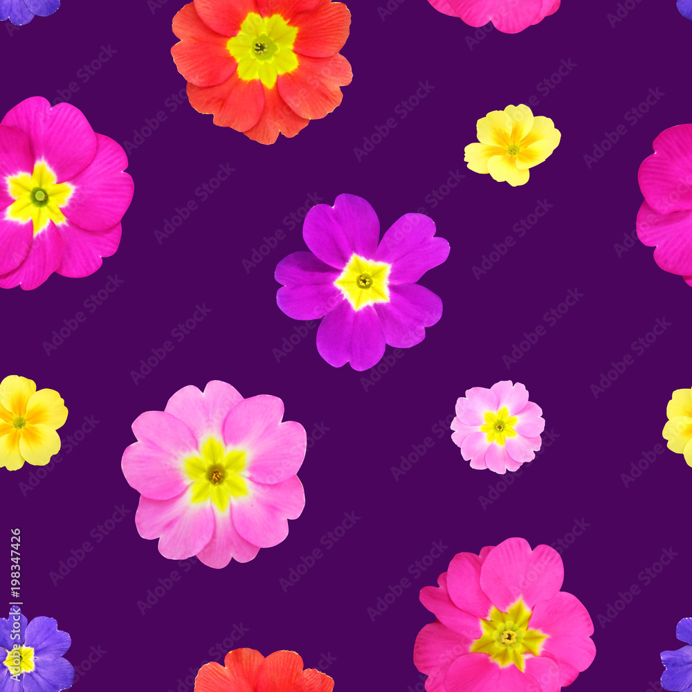 Seamless pattern from primrose flowers, photorealistic collage. Seamless pattern from primrose flowers, photorealistic collage.