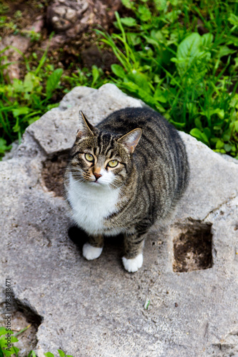 Gray cat in the ruines in Rome (ancient cats)