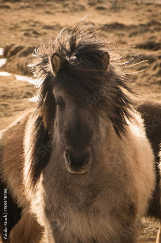 horse with long mane portrait.Icelandic horses with sunlight in winter.