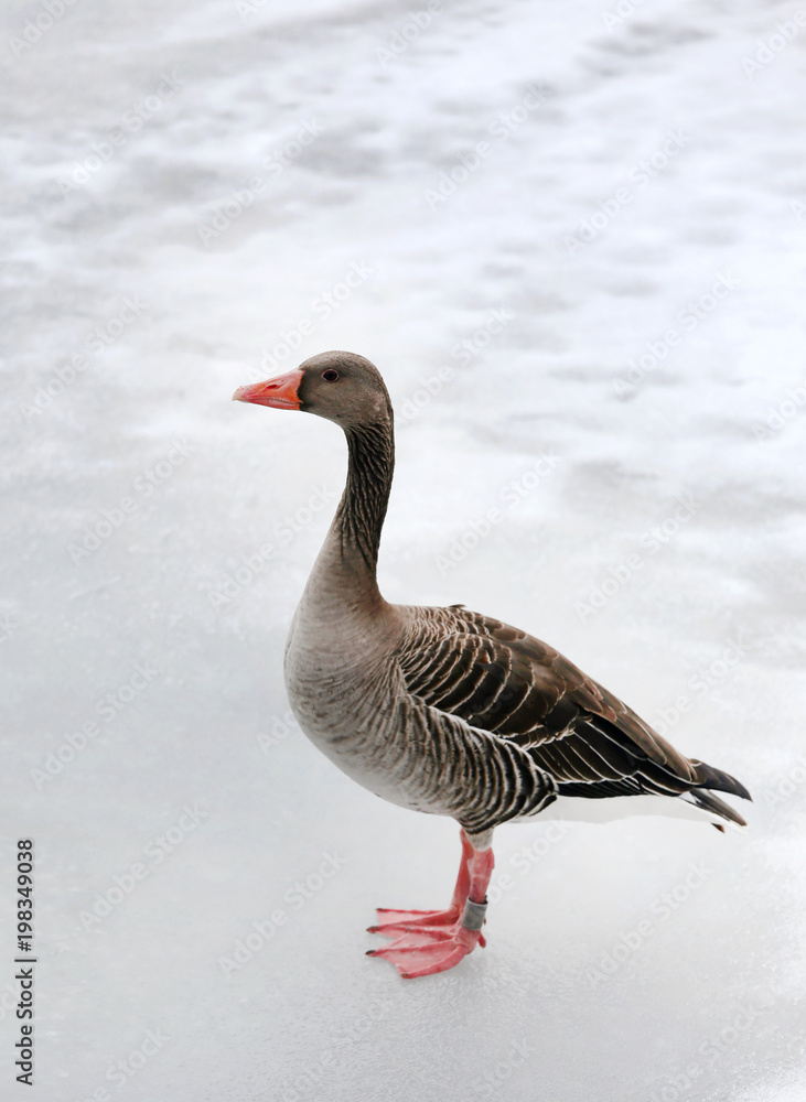 Greylag goose on frozen lake Greylag goose on frozen lake