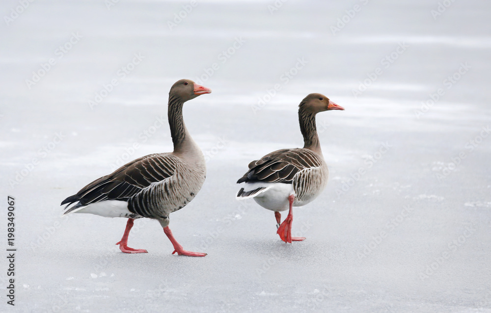 Greylag geese on frozen lake Greylag geese on frozen lake