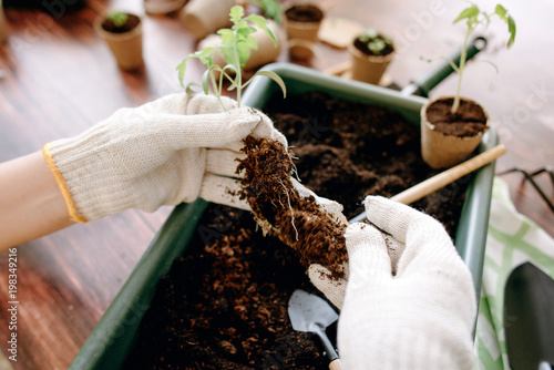 Female hands planting seedlings at home holding garden tools. Hands of girls and little sprouts. Gardening