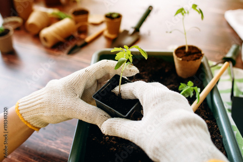 Female hands planting seedlings at home holding garden tools. Hands of girls and little sprouts. Gardening