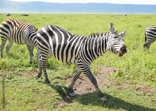 lustiges Zebra  gestreiftes Tier  Safari in Afrika  happy