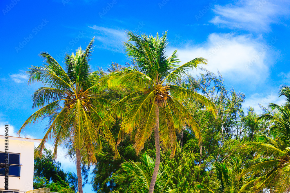 Fototapeta premium Beautiful day on the beach, Punta Cana