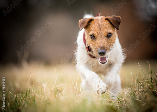 Fotografija Terrier on the run