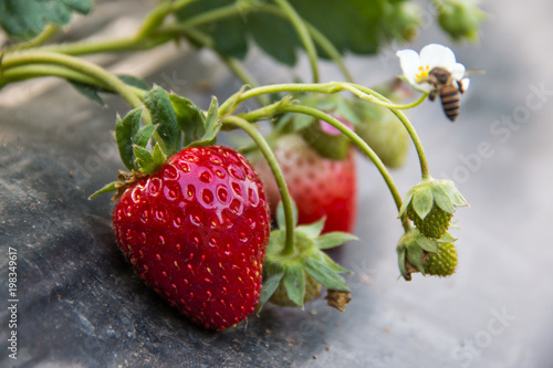 Big fresh Red Strawberry in a farm field under warm light of the sunshine.