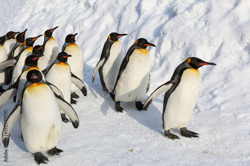 King penguins walking on the snow in Asahikawa prefecture,Hokkaido,Japan.
