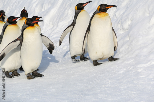 King penguins walking on the snow in Asahikawa prefecture Hokkaido Japan.