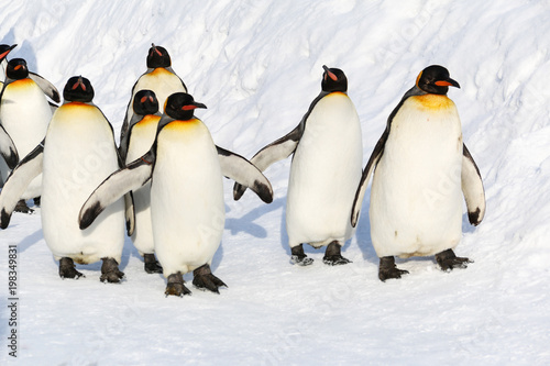 King penguins walking on the snow in Asahikawa prefecture Hokkaido Japan.