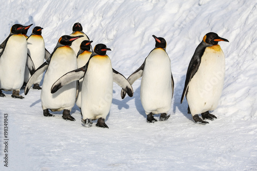 King penguins walking on the snow in Asahikawa prefecture  Hokkaido Japan.