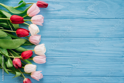 Wooden blue background with pink, red  and white tulips. Conception holiday, March 8, Mother's Day. Space for text