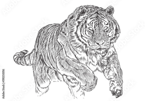 Tiger attack hand draw sketch black line monochrome vector illustration.