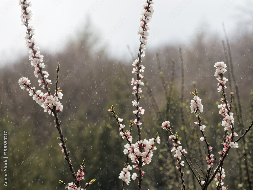 Fototapeta premium Aprikosen-Blüte im Frühlingsgarten im Regen