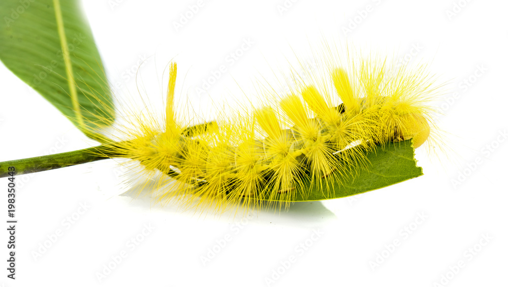 yellow caterpillar isolated on white yellow caterpillar isolated on white