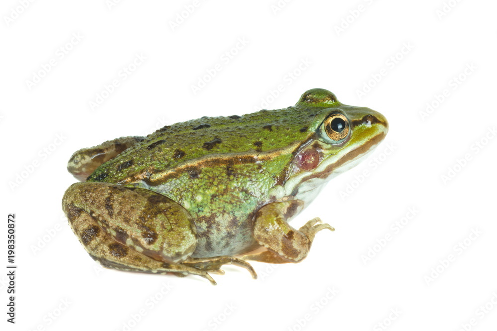 Fototapeta premium Big green frog