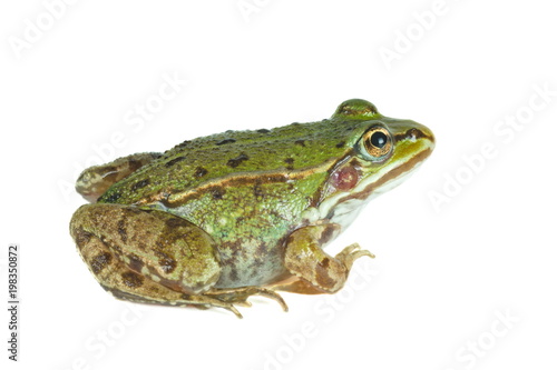 Big green frog