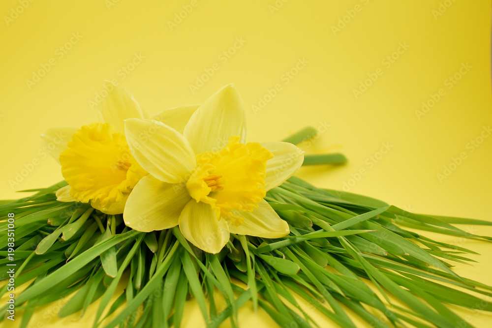 Fototapeta premium Yellow daffodils stock images. Yellow daffodils with grass on a yellow background. Easter decoration on a yellow background. Spring decoration images