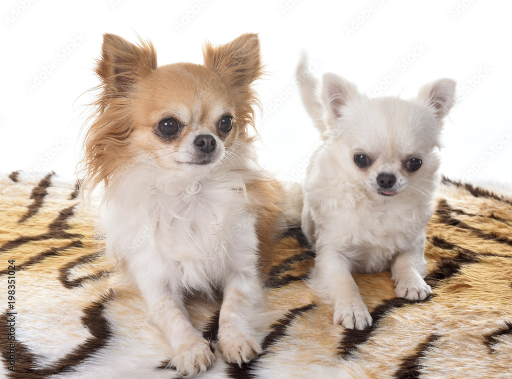 chihuahua on studio chihuahua on studio