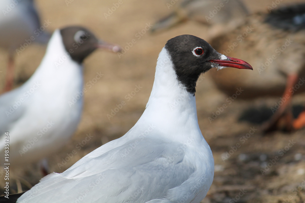 Fototapeta premium Black-headed gull (Chroicocephalus ridibundus) in adult summer plumage
