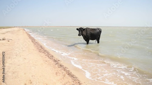 Wallpaper Mural Black cow standing in water on the beach on a hot sunny day escaping heat. Shot on Syvash lake, Ukraine Torontodigital.ca