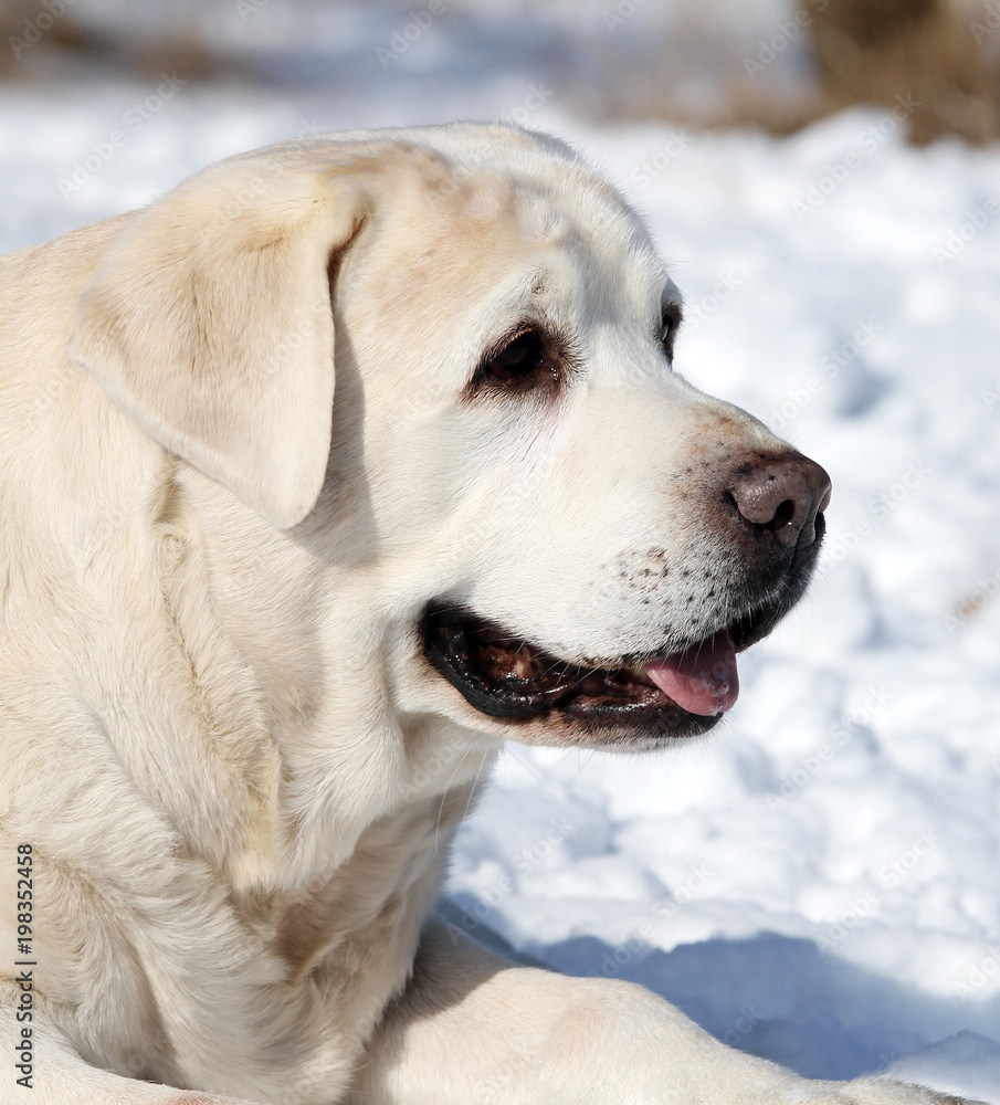 a cute yellow labrador in winter in snow portrait a cute yellow labrador in winter in snow portrait