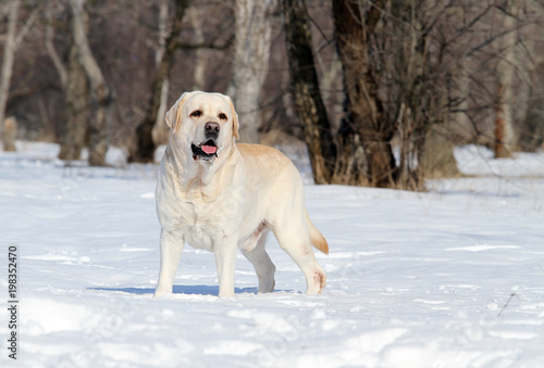 a yellow labrador in winter in snow portrait