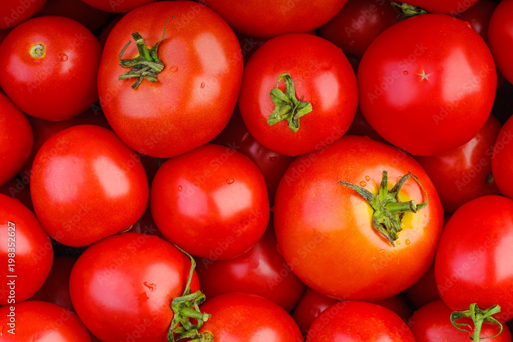 Many red ripe tomatoes Many red ripe tomatoes
