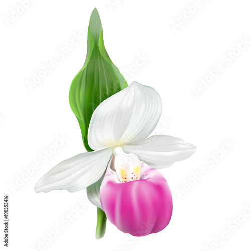 Cypripedium reginae, Showy lady’s slipper.Terrestrial wild orchid.
Realistic vector illustration on white background.
