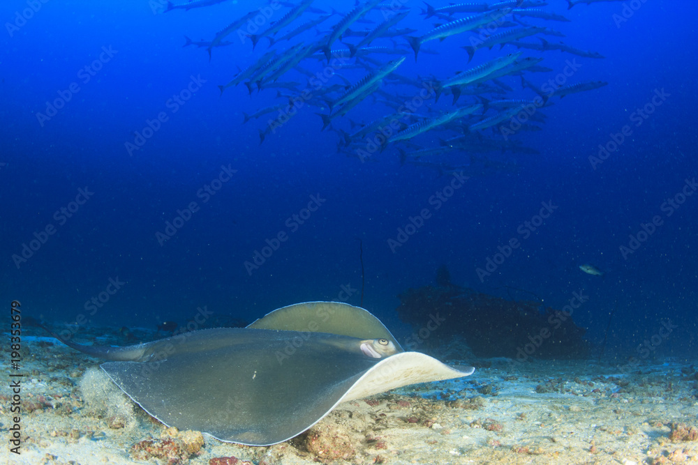 Fototapeta premium Jenkin's Ray (Stingray or Whipray)