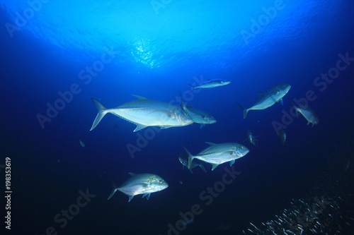 Trevally fish underwater