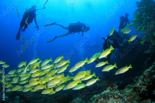 Scuba dive on coral reef underwater
