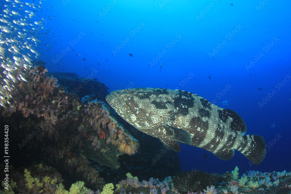 Marbled Grouper fish Marbled Grouper fish
