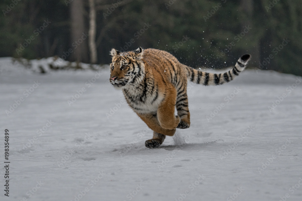 Obraz premium Tygrys syberyjski w śniegu (Panthera tigris)