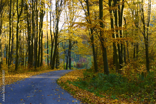 road through a golden forest at autumn  