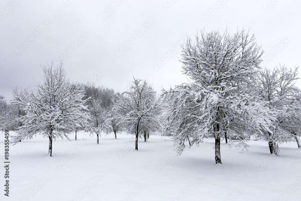 Winter landscape with fruit trees.
