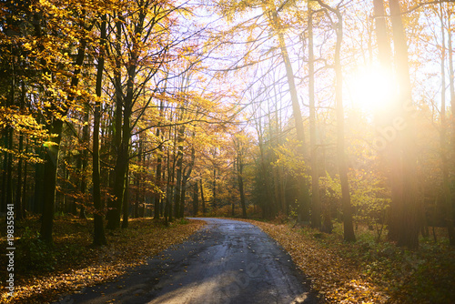 road through a golden forest at autumn 