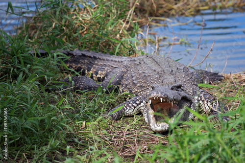 Cuban crocodile, Zapata Swamp, Zapata Peninsula, Cuba © bayazed