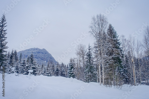 Outdoor view of pine forest covered with snow inside the forest in Norway