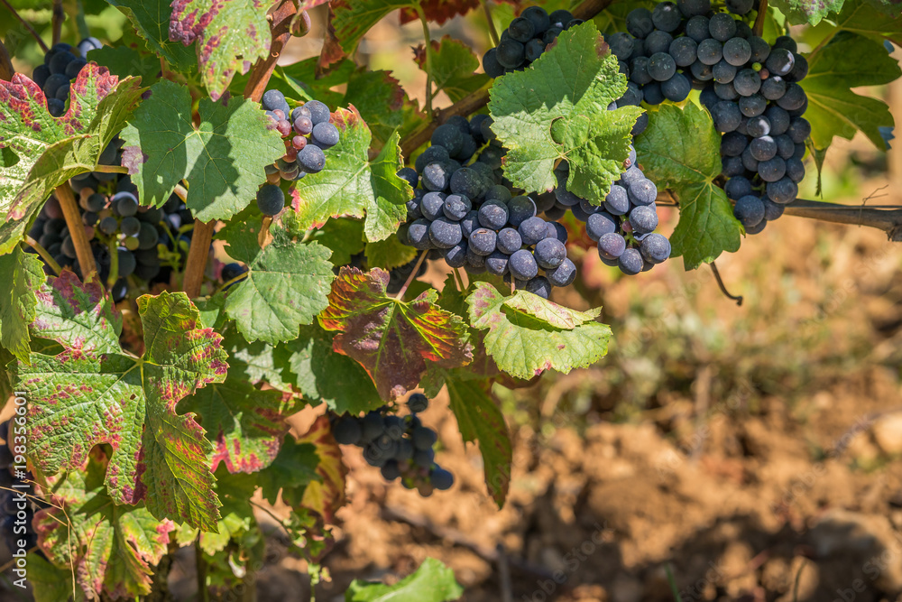 raisins dans les vignes