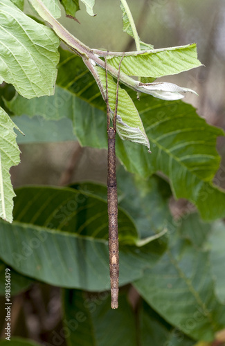 Phasme bâton, Carausius morosus, Madagascar photo