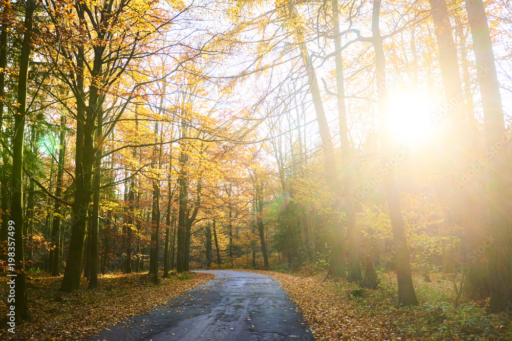 road through a golden forest at autumn
