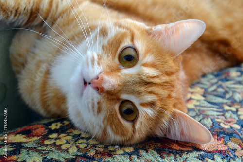 adult red cat with big eyes