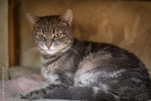 Cute funny tabby gray cat © A_Skorobogatova