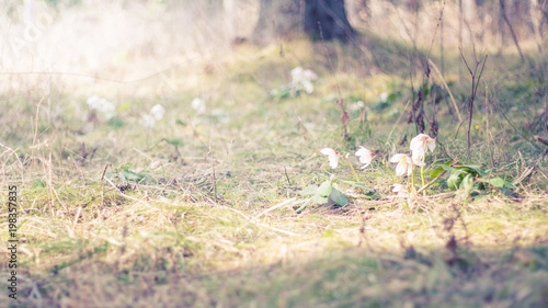 Osterglocken in Natur mit warmer Sonne © Simon