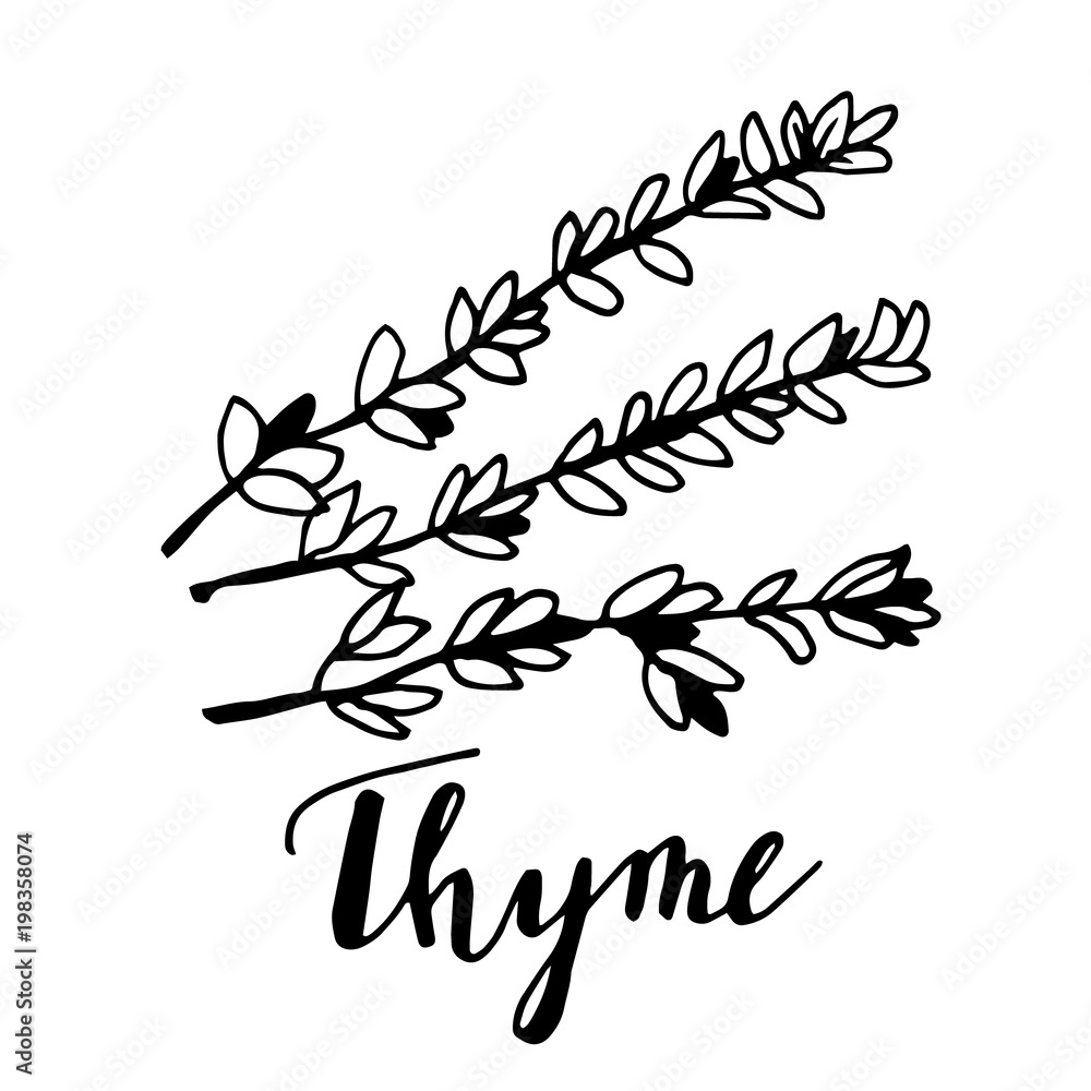 Hand drawn thyme plant with leaves isolated on white background. Hand drawn thyme plant with leaves isolated on white background.