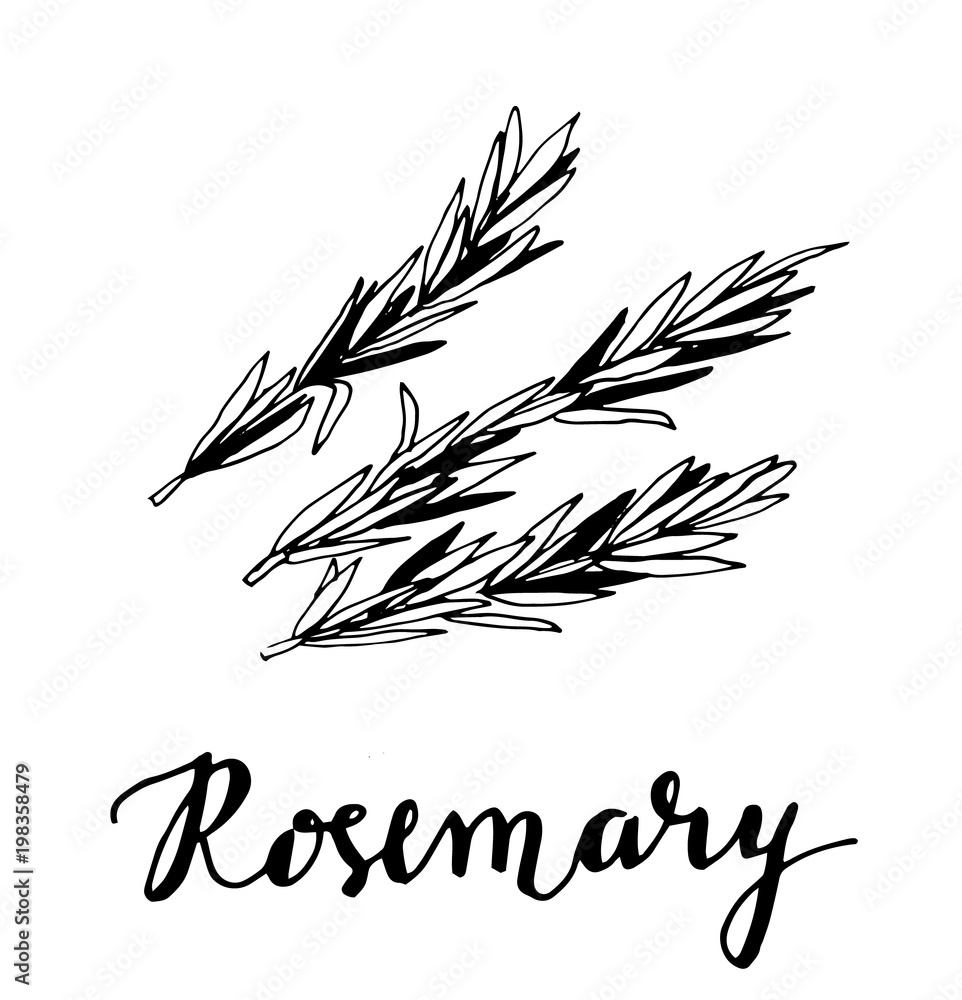 rosemary sketch style vector illustration