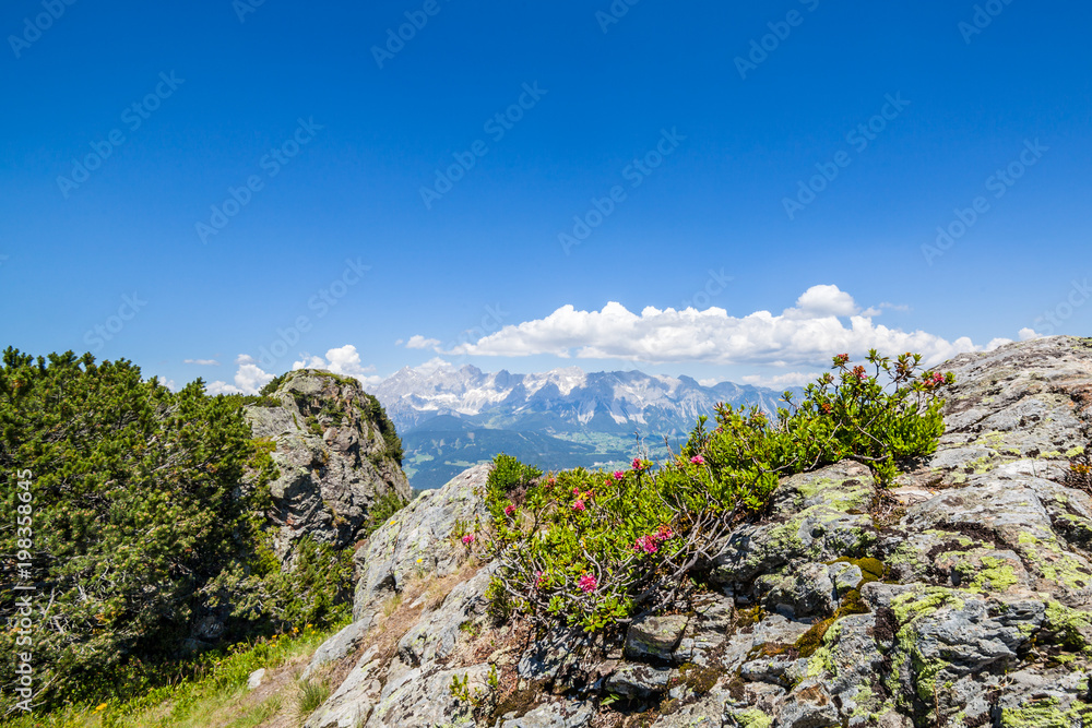Flower Alpenrose on mountain Reiteralm and distant mountain range Dachstein