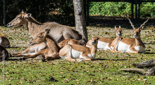 Hirschziegenantilope - Antilope cervicapra photo