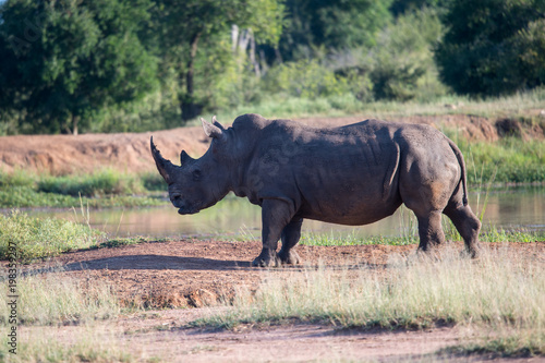 White rhino walking towards the camera in the Kruger National Park  South Africa. 